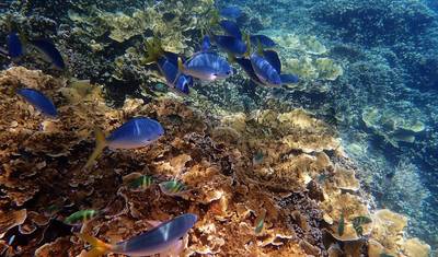 Cairns والـ Great Barrier Reef (استراحة قصيرة) — 5