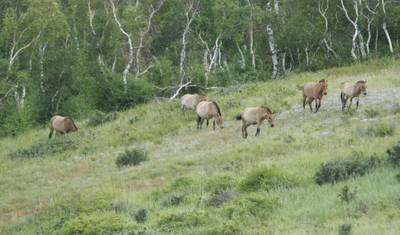 Khustai National Park 2D 1N — 3