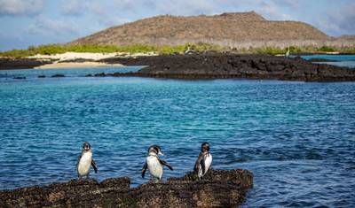 Galápagos – Ilhas Centrais e Orientais a bordo do Reina Silvia Voyager — 3