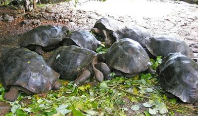 Galápagos – West and Central Islands aboard the Reina Silvia Voyager — 3