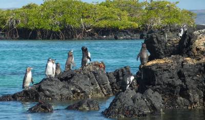 Galápagos – Ilhas Ocidentais e Centrais a bordo do Reina Silvia Voyager — 4