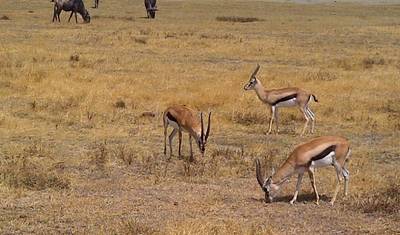 4-dniowe Safari Kempingowe Sekrety Tanzanii — 3