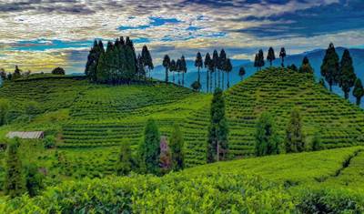 Excursão de 3 Dias ao Paraíso Oriental de Ilam saindo de Kathmandu — 2