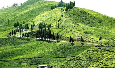3-Days Eastern Paradise Ilam Tour from Kathmandu — 3