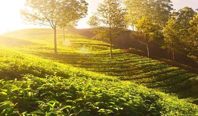 3-Days Eastern Paradise Ilam Tour from Kathmandu — 2