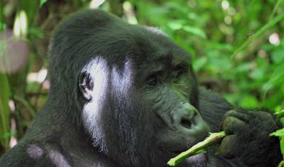 Safari de 3 dias para Rastreamento de Gorilas em Uganda — 4