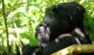 Safari de 3 dias para Rastreamento de Gorilas em Uganda — 5