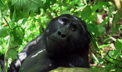 Safari de 3 dias para Rastreamento de Gorilas em Uganda — 2