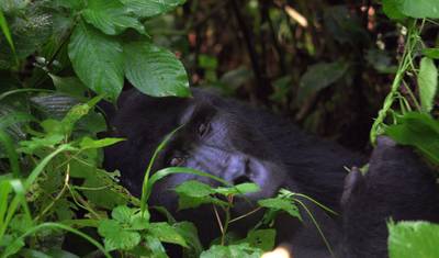 Safari de 3 dias para Rastreamento de Gorilas em Uganda — 3