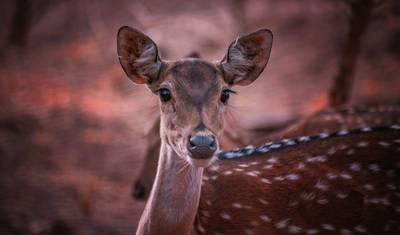 Descubra Ranthambore: Tour de Safari de Agra a Deli — 3
