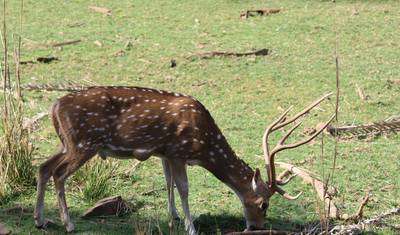 Descubra Ranthambore: Tour de Safari de Agra a Deli — 4