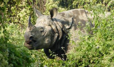 استكشف Kathmandu Chitwan Pokhara — 5