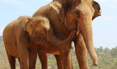Sri Lanka Holiday Round Tour 13-Day with private driver, vehicle and H/B accommodations — 4