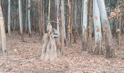 Excursão Triângulo Dourado com o Parque Nacional Jim Corbett — 4