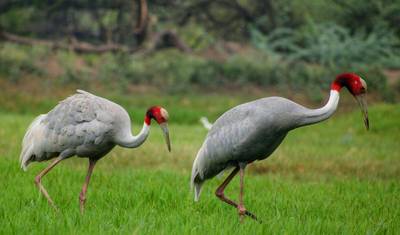 Rajasthan Wildlife Tour — 3