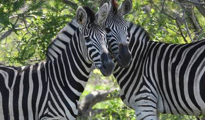 Kruger National Park Express 3 Days/ 2 Nights ( Comfort) — 5
