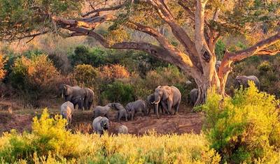 Johannesburg Safari Przygodowe 4 Dni/ 3 Noce (Komfort) — 2