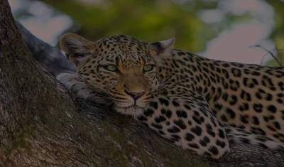 Johannesburg Safari Przygodowe 4 Dni/ 3 Noce (Komfort) — 4