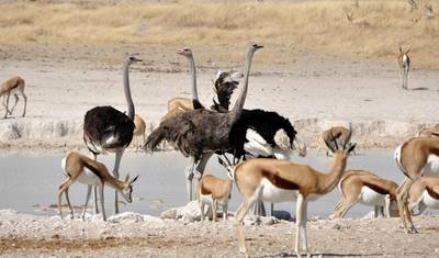 Safari Expresso Etosha 3 Dias / 2 Noites (Acampamento) — 3