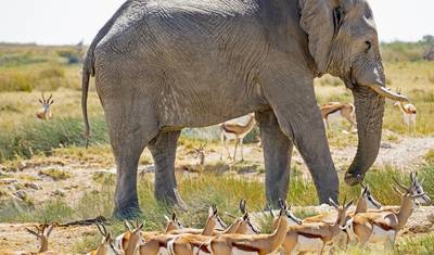 Safari Expresso Etosha 3 Dias / 2 Noites (Acampamento) — 4