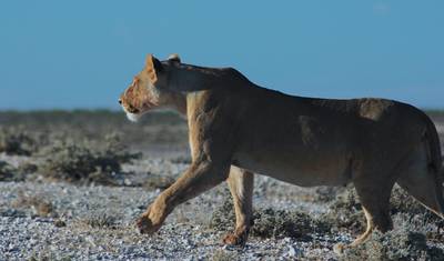 Safari Expresso Etosha 3 Dias / 2 Noites (Acampamento) — 5