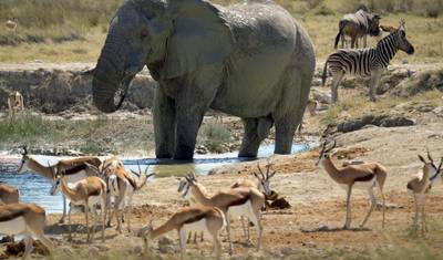 سفاري Etosha NP و Swakopmund 4 أيام/ 3 ليالٍ (مريح) — 4