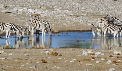 سفاري Etosha NP و Swakopmund 4 أيام/ 3 ليالٍ (مريح) — 5