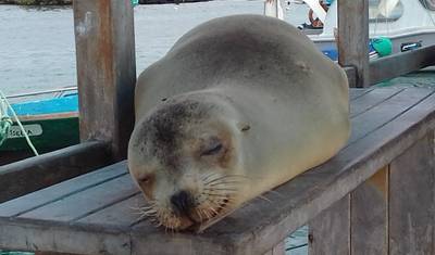 Zwięzłe Galapagos — 4
