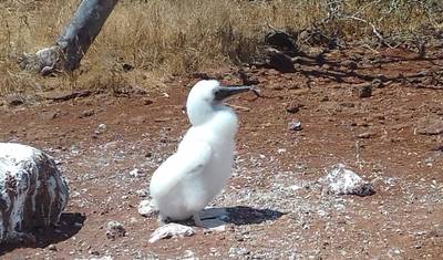 Galapagos Darwina — 2