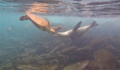 Galapagos Insight — 4