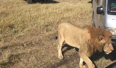 Fuga Familiar de 3 Dias em Masai Mara – Vida Selvagem, Diversão e Tempo de Qualidade — 5