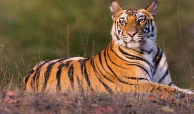 Delhi–Agra–Jaipur + Ranthambore Tiger Safari: 5-Day Private Golden Triangle Tour — 5