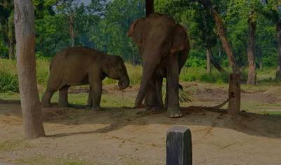 Safari na Selva de Chitwan — 5