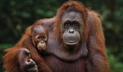 Wild Sarawak — 3
