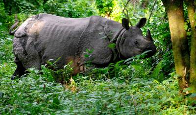 Caminhada ao Acampamento Base Annapurna com Parque Nacional Chitwan - 14 Dias — 5
