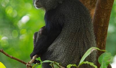4日間 セレンゲティ、ンゴロンゴロ、タランギーレ国立公園 — 4