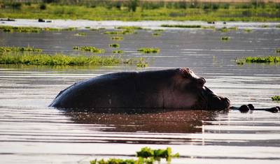 4日間 セレンゲティ、ンゴロンゴロ、タランギーレ国立公園 — 3