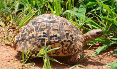 5日間合同グループ セレンゲティ、ンゴロンゴロ、マニャラ湖、タランギーレ国立公園ツアー — 5