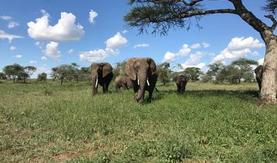 5-Day Living Among Lions - High-End — 3