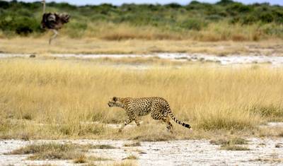 5-Day Living Among Lions - High-End — 4