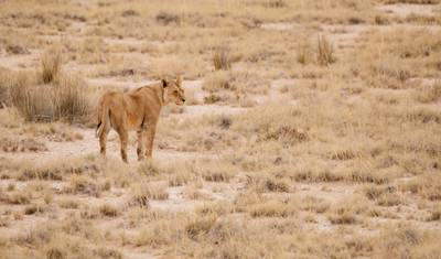 5-Day Living Among Lions - High-End — 5