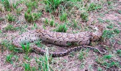 Safari de 5 Dias em Serengeti, Ngorongoro, Lago Manyara, Parque Nacional de Tarangire — 2