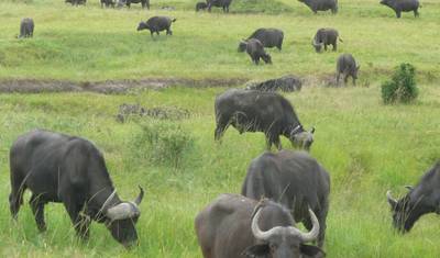 Adventure in Masai Mara, Lake Nakuru, Amboseli (Comfort) 6 Days/ 5 Nights — 4