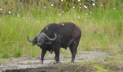 Viagem de 7 Dias dos Gnus - Categoria Média — 2