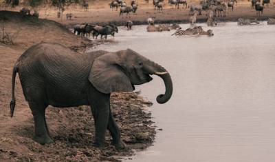 Viagem de 7 Dias dos Gnus - Categoria Média — 3