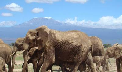 Przygoda w Maasai Mara i nad Jeziorem Nakuru 4 dni/ 3 noce (Komfort) — 4