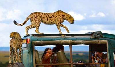 Przygoda w Maasai Mara i nad Jeziorem Nakuru 4 dni/ 3 noce (Komfort) — 5