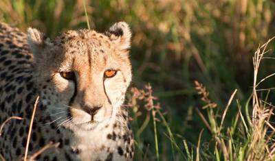 Aventura Maasai Mara e Lago Nakuru 4 Dias/ 3 Noites (Conforto) — 5