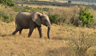 Masai Mara via The Great Rift Valley (Comfort) 3 Days/2 Nights — 2