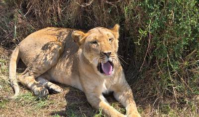 Masai Mara via The Great Rift Valley (Comfort) 3 Days/2 Nights — 3